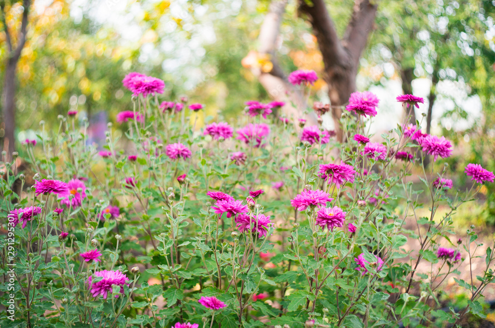 A photo of chrysanthemums in an autumn garden. These flowers sometimes called mums or chrysanths, are flowering plants of the family Asteraceae. Selective focus.