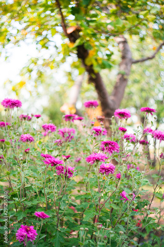 A photo of chrysanthemums in an autumn garden. These flowers sometimes called mums or chrysanths  are flowering plants of the family Asteraceae. Selective focus.