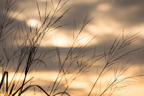 Beach Grass Silhouette at Sunrise along the Chesapeake Bay in Calvert County Maryland USA