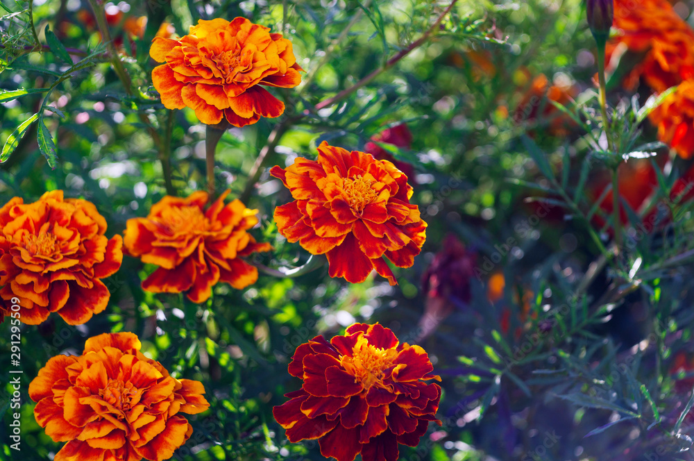 Lots of beautiful flowers in the garden. They are often called French marigold (Tagetes patula). Selective focus. Lots of beautiful flowers in the garden. They are often called French marigold (Tagetes patula). Selective focus.