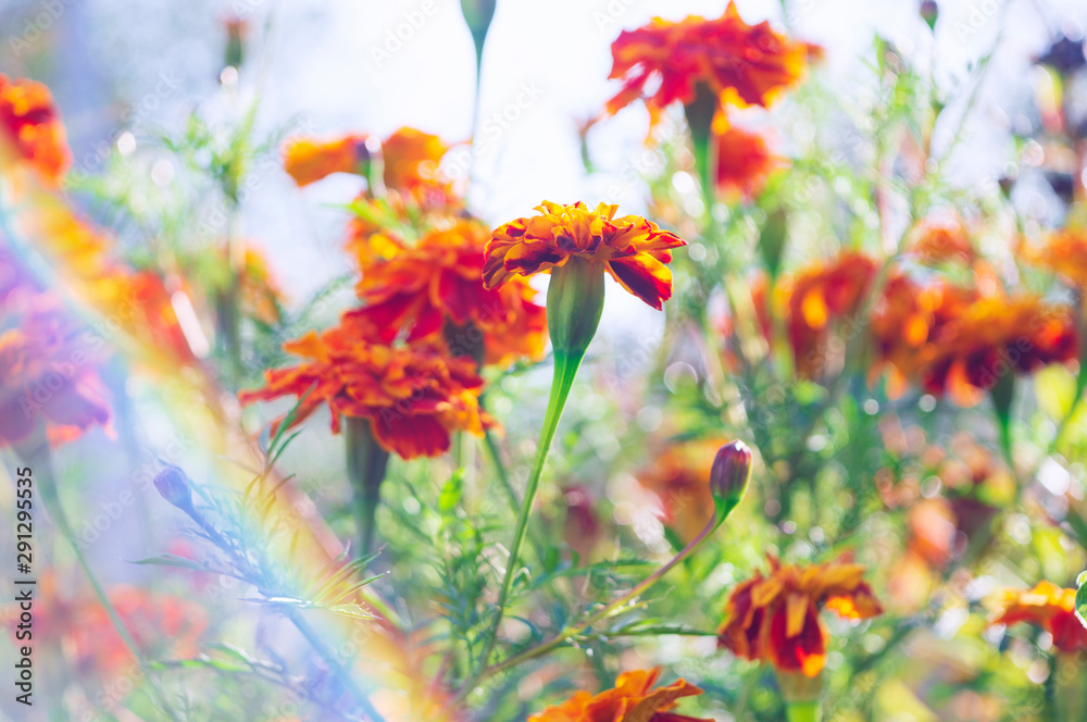 Artistic photo of a lot of beautiful flowers in the garden. They are often called French marigold (Tagetes patula).