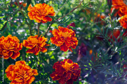 Lots of beautiful flowers in the garden. They are often called French marigold (Tagetes patula). Selective focus.