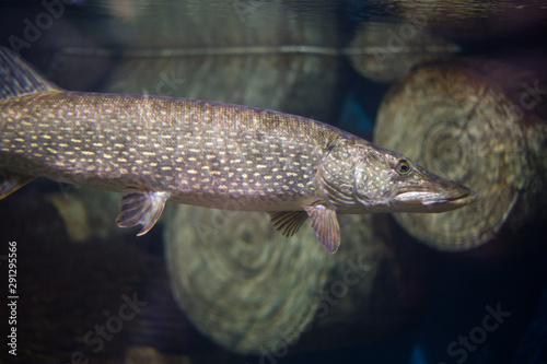 pike fish swims in clear water