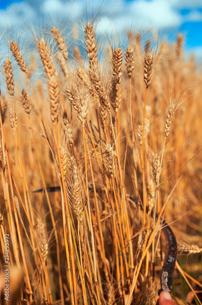 rusty metal sickle mows Golden ripe ears of wheat at agricultural work on the farm rusty metal sickle mows Golden ripe ears of wheat at agricultural work on the farm