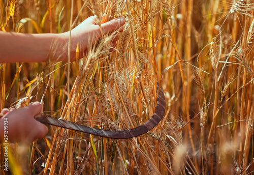 worker's hands hold rusty metal sickle mows Golden ripe ears of wheat in agricultural work on the farm photo