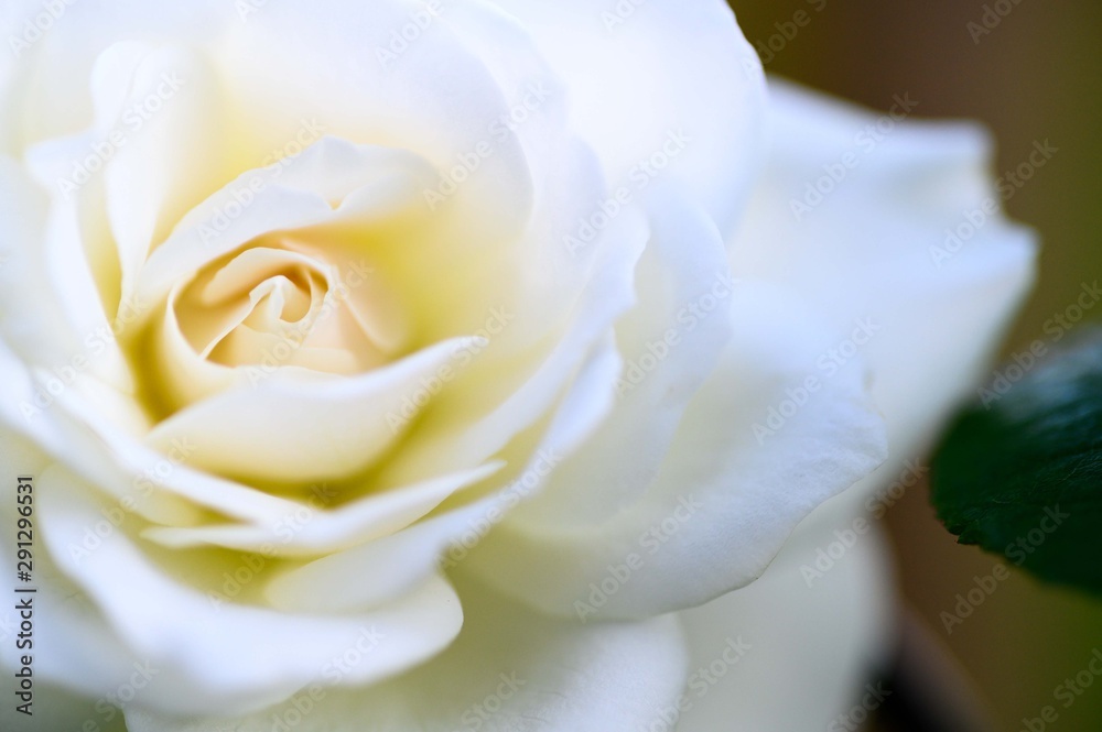 weiße Rose weiße Rose