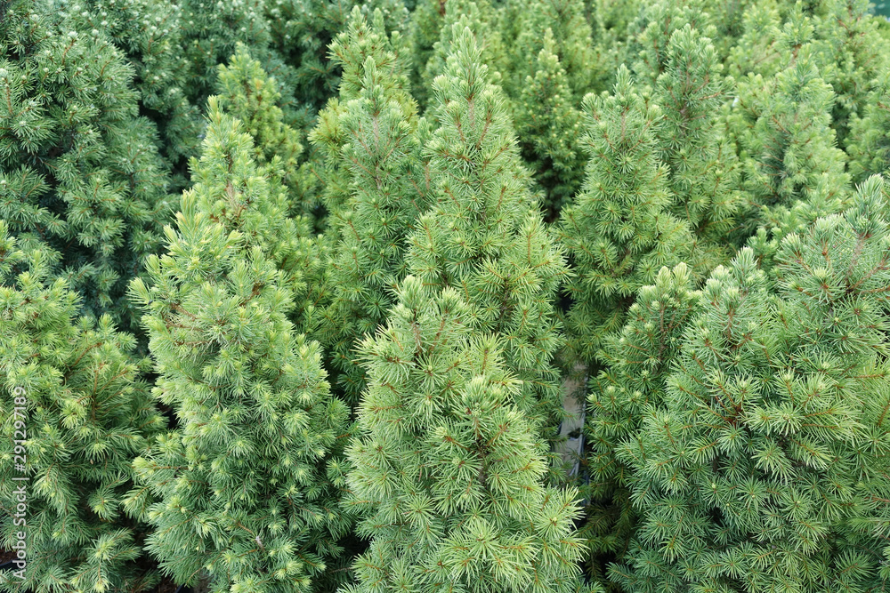Close up shot of the small young pine trees Close up shot of the small young pine trees