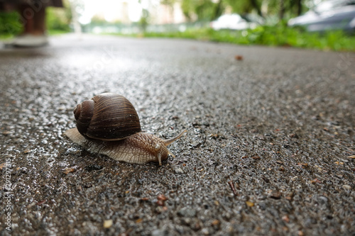 Large grape snail on the pavement of the road
