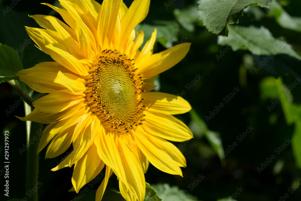 Sunflower under the sun rays in the garden Sunflower under the sun rays in the garden