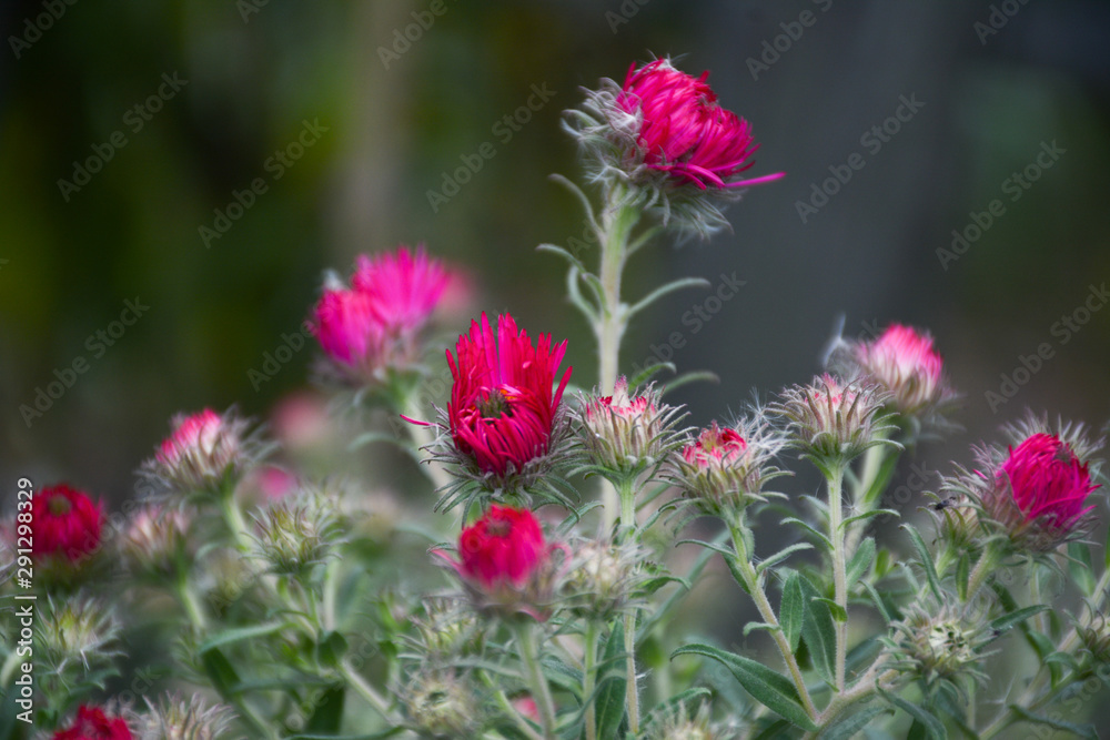 Beautiful tender new york asters on a blurred background Beautiful tender new york asters on a blurred background