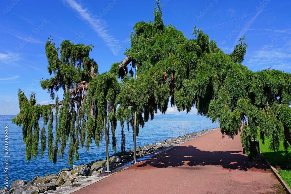View of a Weeping Giant Sequoia tree (sequoiadendron giganteum pendulum
