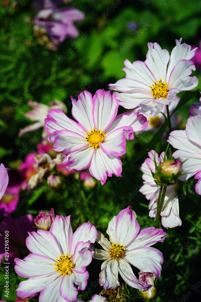 White and pink cosmos flowers growing in the garden White and pink cosmos flowers growing in the garden