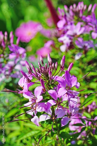 Close-up of a pink cleome spider flower