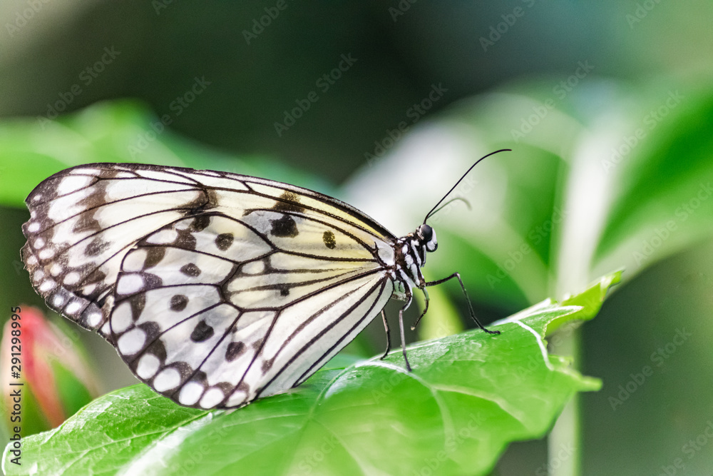 Paper Kite butterfly, (Idea leuconoe), resting on a green leaf, with green vegetation background