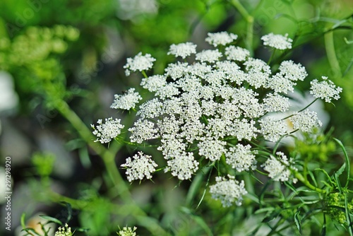 White flower clusters of Queen Anne’s Lace wild carrot (Daucus Carota) frowing in the garden photo