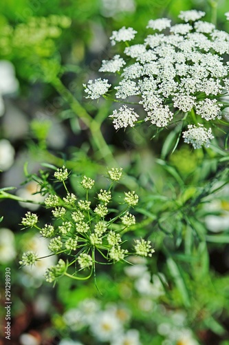 White flower clusters of Queen Anne’s Lace wild carrot (Daucus Carota) frowing in the garden