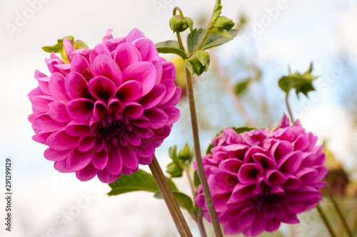 Pink dahlias close-up on a blurred background