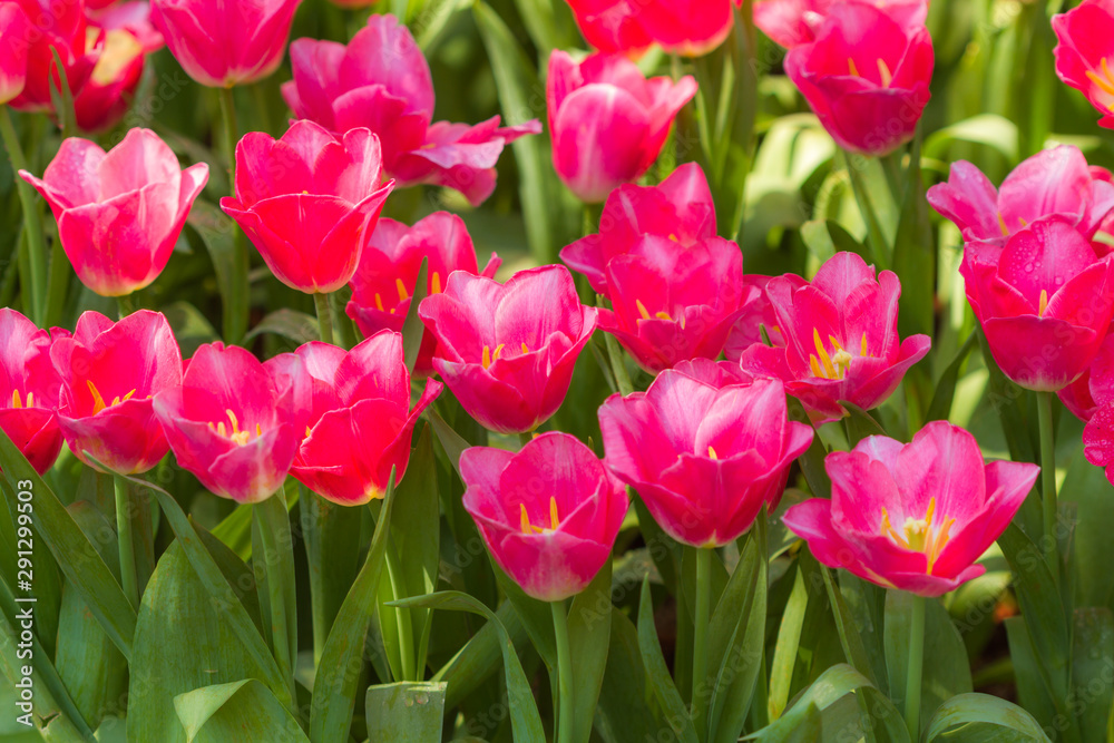 Fototapeta premium Closeup pink tulips flower background. Beautiful view of tulips landscape at the middle of spring or summer.