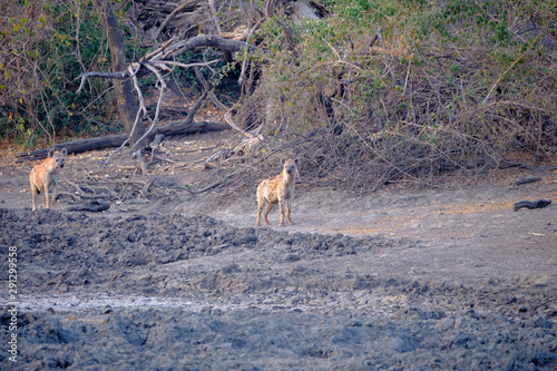 Hyena in Mana Pools National Park  Zimbabwe