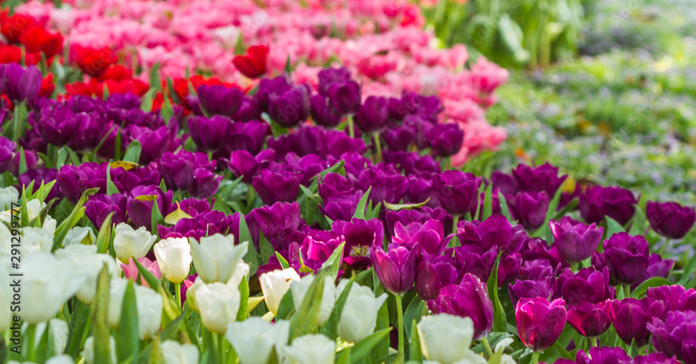 Flower tulips background. Beautiful view of tulips landscape at the middle of spring or summer.