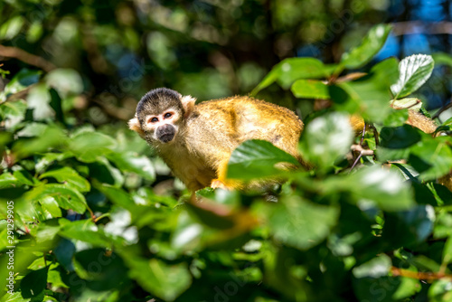 squirrel monkey sits high in the tree