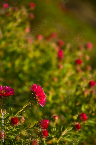 Red virgin aster flowers on blurred green background