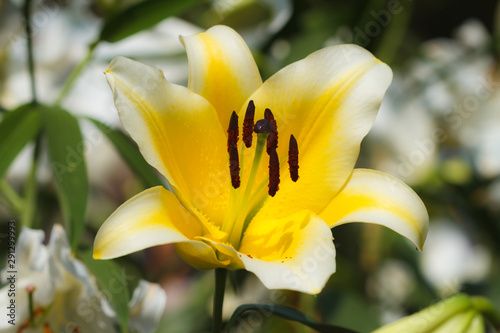 Yellow Day Lily Flower