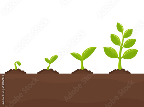 Tree growth Planting trees that sprout from seeds become a big seedling.