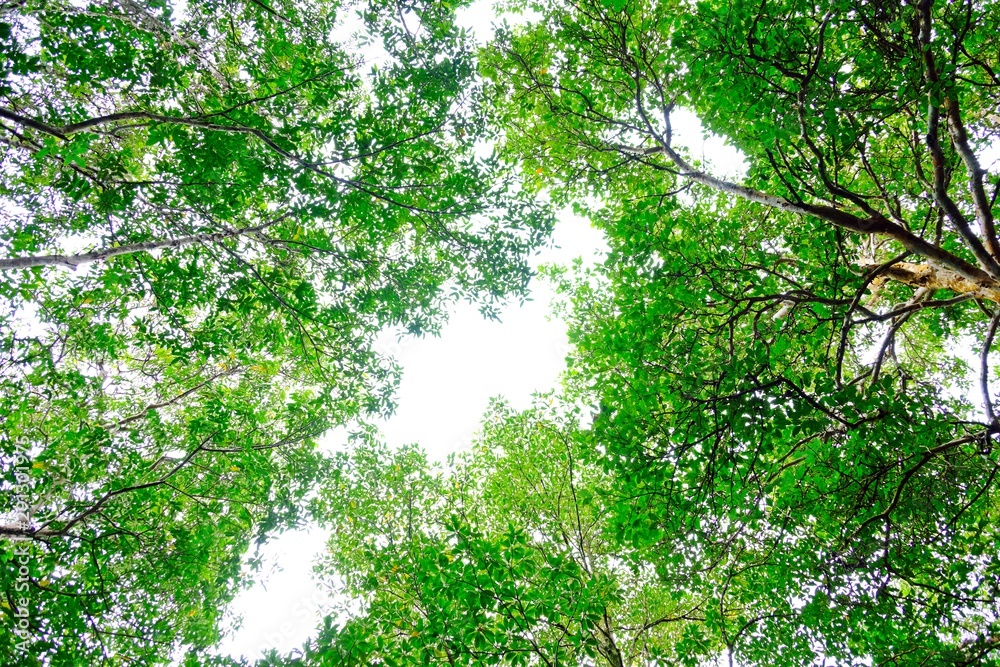 View of trees taken from the ground look up in the sky. View of trees taken from the ground look up in the sky.