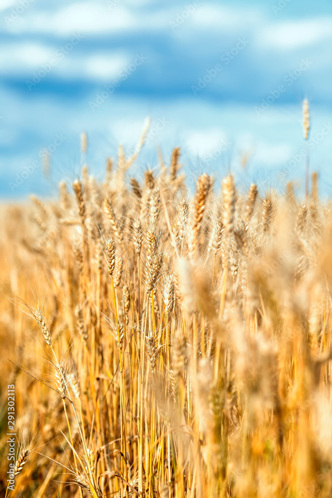 agricultural landscape with field with ears of ripe Golden wheat on farm in summer Sunny day agricultural landscape with field with ears of ripe Golden wheat on farm in summer Sunny day