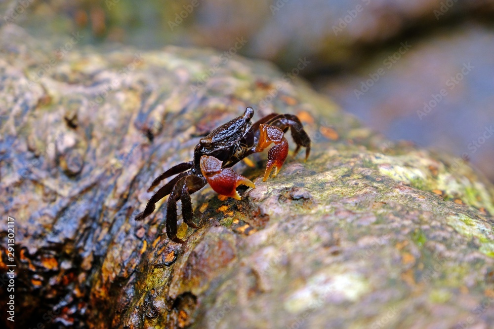 Thai vinegar crab (Chiromanthes eumolpe) eating Lichen on the rock.