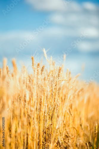 agricultural landscape with field with ears of ripe Golden wheat on farm in summer Sunny day