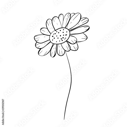 beautiful monochrome, black and white daisy flower isolated. for greeting cards and invitations of wedding, birthday, mother's day and other seasonal holiday