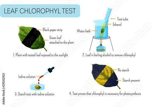 Leaf chlorophyll test. School scientific experiment proves photosynthesis in plants. photo