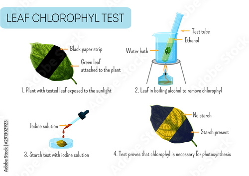 Leaf chlorophyll test. School scientific experiment proves photosynthesis in plants.