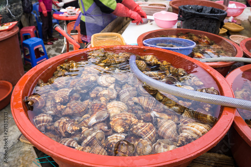 Shell from the sea at Taejongdae National Park in Busan, South Korea