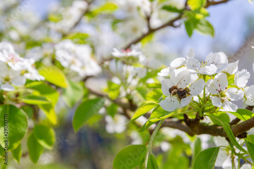 Bee collects nectar from white flowers of pear tree in late spring