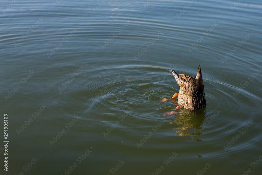 Fototapeta premium duck diving in reflecting pool at us capitol washington dc usa
