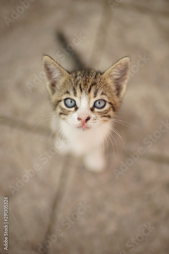 gray-white tabby kitten sitting in the yard on a stone floor © Omega