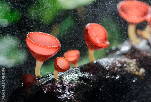 Fungi cup red Mushroom Champagne Cup or Pink burn cup photo