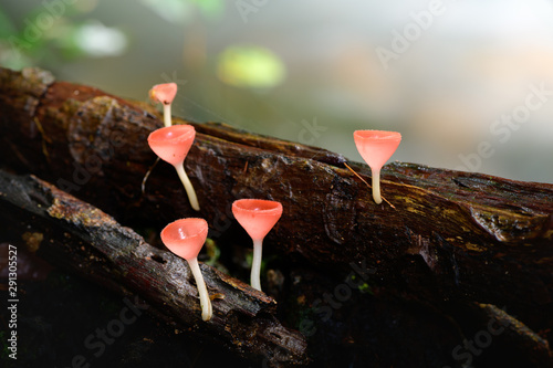 Fungi cup red Mushroom Champagne Cup or Pink burn cup,