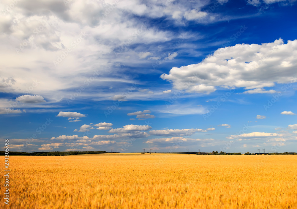 agricultural landscape with field ears of ripe Golden wheat on summer Sunny day on the background of a clear clear blue sky with white clouds
