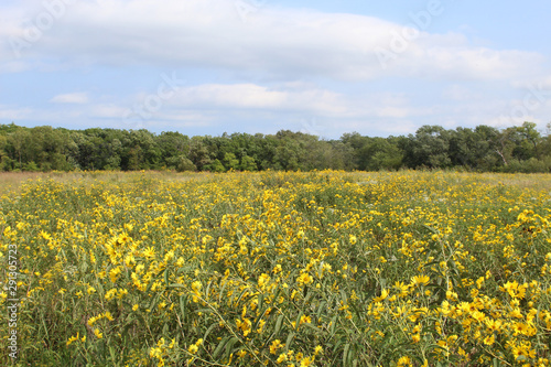 Yellow flowers dominate the restored tallgrass prairie at Linne Woods in Morton Grove  Illinois