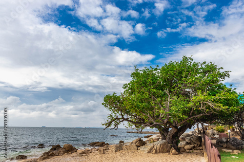 tree on the beach and sky clouds