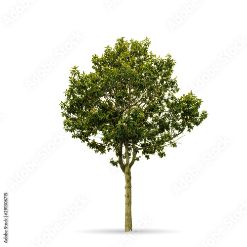 Tree isolated on the white background,for graphic decoration.