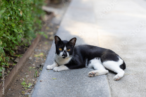 Cute black and white cat.