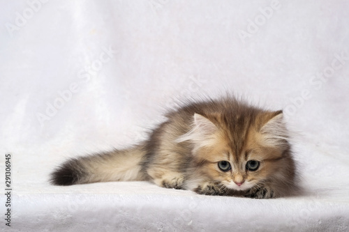 The British Shorthair Cat in room