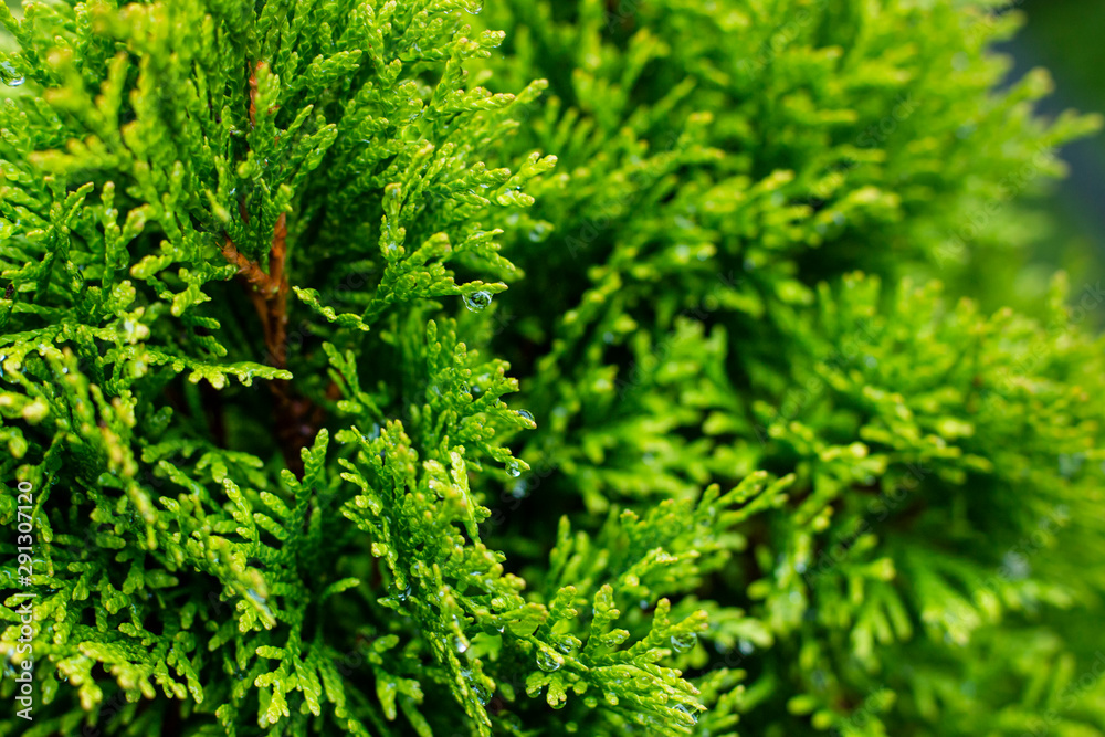 Background. Raindrops on the green branches of a thuja in the garden. Background. Raindrops on the green branches of a thuja in the garden.
