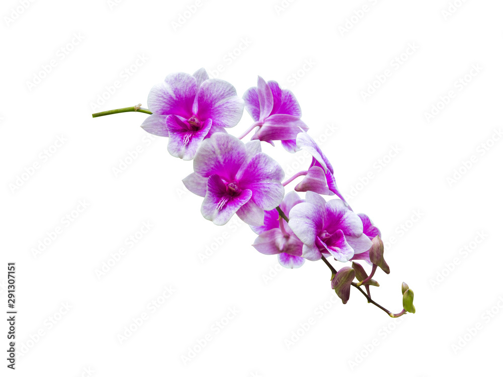 orchid flower plant isolated include clipping path on white background orchid flower plant isolated include clipping path on white background