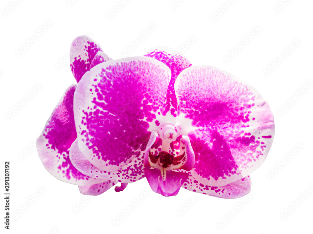 orchid flower plant isolated include clipping path on white background